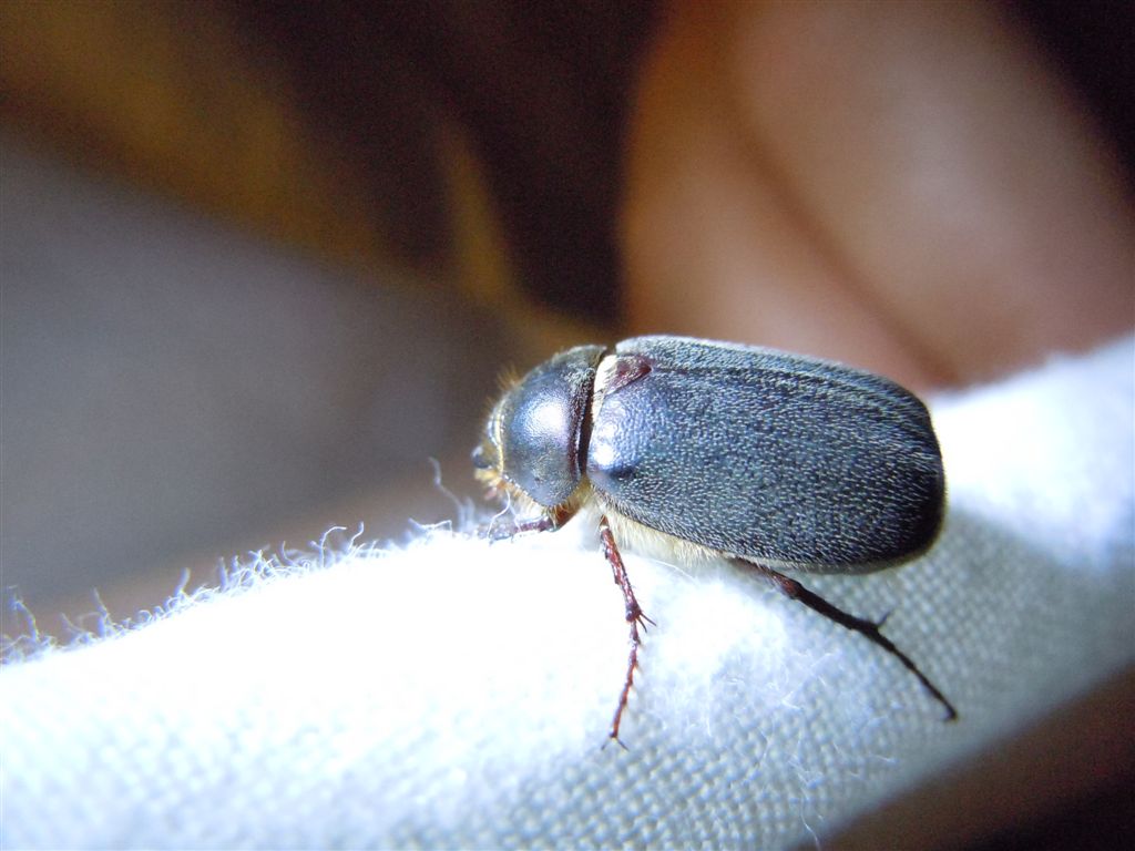 Coleottero peloso - Aplidia transversa